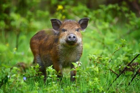 Wild boar on the forest 写真素材