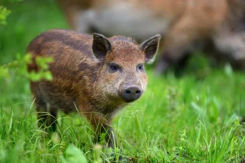 Wild boar on the forest 스톡 사진