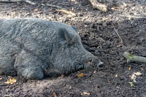 Wild boar in the forest Stock Photos