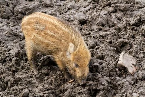 Wild boar in the forest. Stock Photos