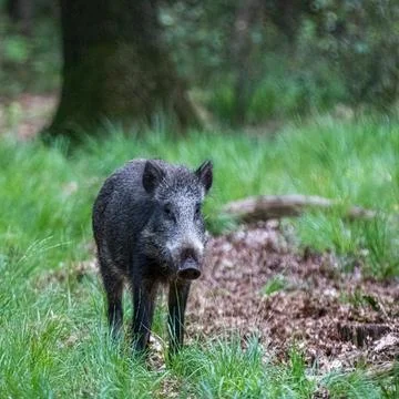 Wild Boar in the Forest Stock Photos