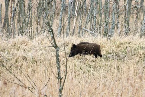 Wild boar in front of a forest clearing with small trees on a meadow in the.. Stock Photos