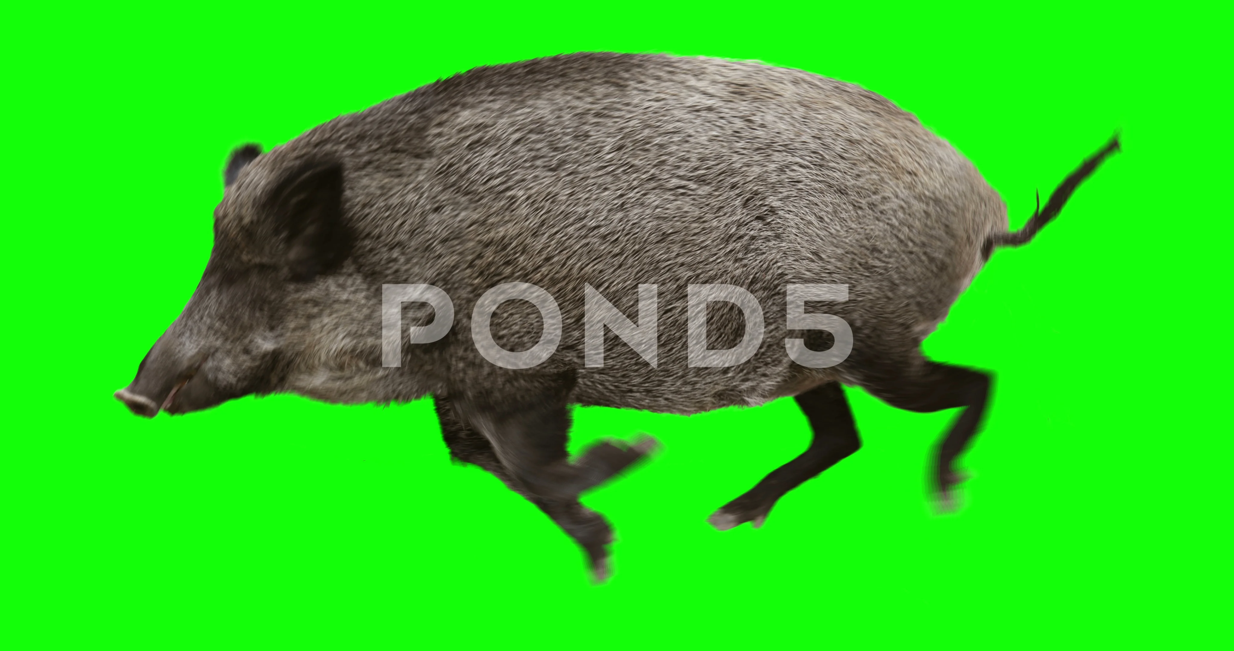 Wild boar gallop runs. Animation is cycl... | Stock Video | Pond5