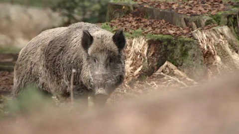 Wild Boar in German Forest Video stock 161597195