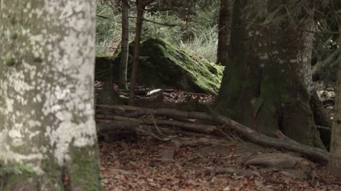Wild Boar in German Forest Stock Footage 161597211