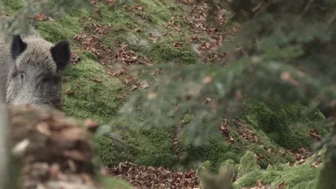 Wild Boar in German Forest Stock Footage 161597222