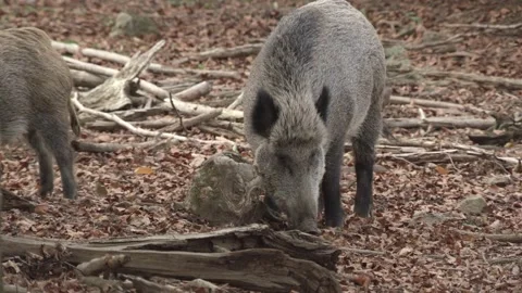 Wild Boar in German Forest Stock Footage 161597357
