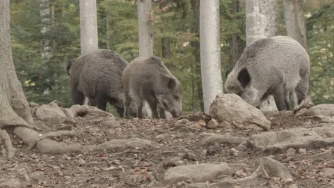 Wild Boar in German Forest Stock Footage 161597557