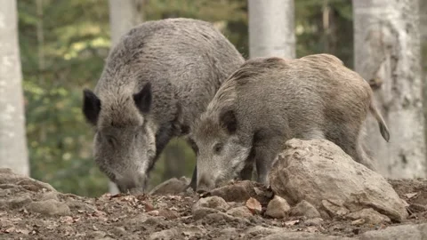 Wild Boar in German Forest Stock Footage 161597627