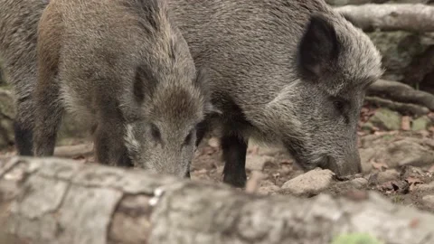 Wild Boar in German Forest Stock Footage 161597737