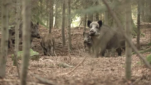 Wild Boar in German Forest Stock Footage 161597820