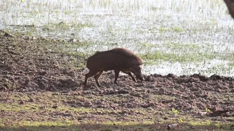 Wild boar getting bothered by an egret in Tadoba national park Stock Footage 307297393
