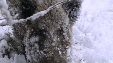 Wild boar goes to the camera Vidéo 84004084