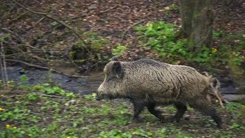 Wild boar goes to the woods Vidéo 79268238