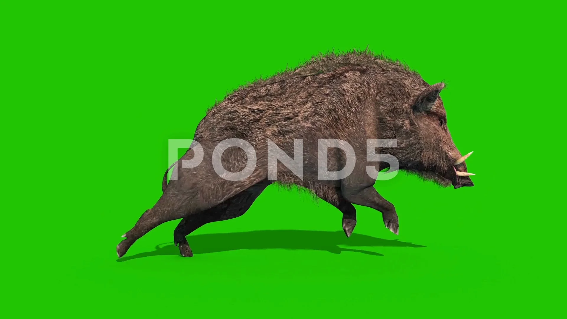 Wild Boar Green Screen Runcycle Side Loo... | Stock Video | Pond5