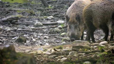 Wild Boar Group Foraging in Dried Forest Pond – 4K 動画素材 321182627