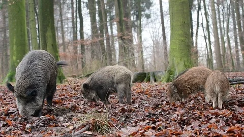 Wild boar group search feed in the forest Stock Footage 91284844