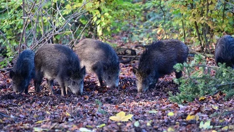 Wild boar group search feed in the forest, autumn Video stock 126981764