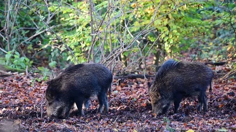 Wild boar group search feed in the forest, autumn Stock Footage 126981803