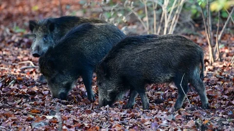 Wild boar group search feed in the forest, autumn Video stock 126982214