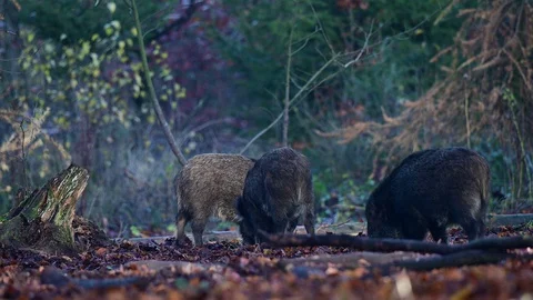 Wild boar group search feed in the forest, autumn Video stock 129303022