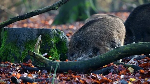 Wild boar group search feed in the forest, autumn Stock Footage 129303479
