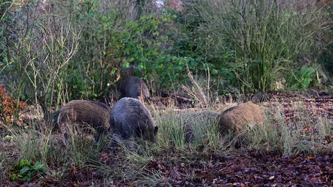 Wild boar group search feed in the forest, autumn Stock Footage 129303648