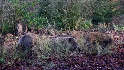 Wild boar group search feed in the forest, autumn Stock Footage 129303688