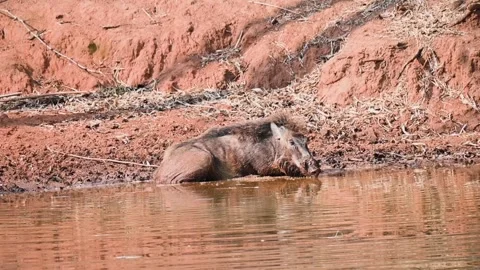 Wild boar having water while relaxing on the bank in Bandhavgarh national park Stock Footage 276691082