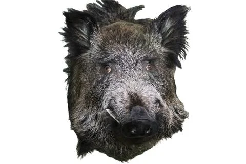 Wild boar head mount displayed on a dark background in a rustic setting dur.. Stock-Fotos