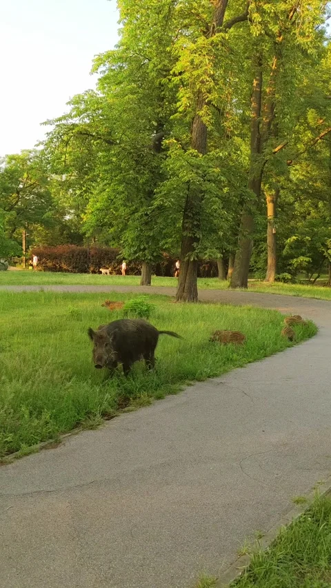 A wild boar with her piglets digs the ground in a city park searching for food. Vídeos de archivo 288369537