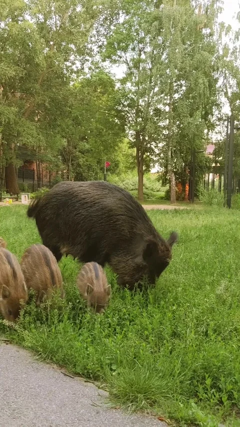 A wild boar with her piglets digs the ground in a city park searching for food. Stock Footage 288369597