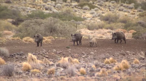 WILD BOAR HERD Stock Footage 51471808