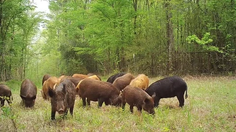 Wild Boar Herd Stock Footage 88682865