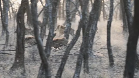 A wild boar herd suddenly starts running in Ranthambore national park Видео 334555149