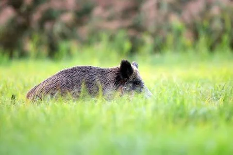 Wild boar hidden in the grass Stock Photos