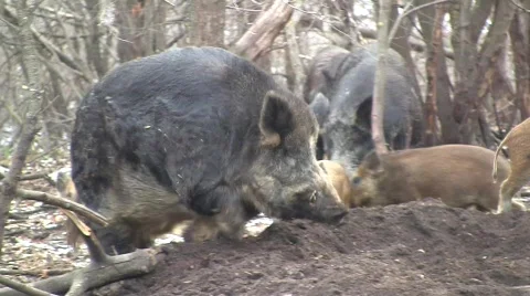 Wild boar hog (Sus scrofa scrofa) taking a rest in the wilderness  Stock Footage