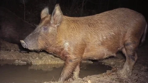 Wild Boar Hog Wallow Stock Footage 84809415