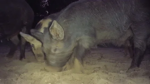 Wild Boar Hogs causing damage Stock Footage 62318406