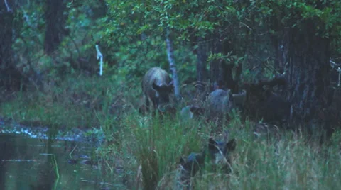 Wild Boar Hogs Stock-Footage 37321185