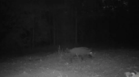 Wild Boar Hogs Stock-Footage 43041290