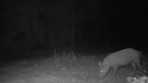 Wild Boar Hogs 스톡 동영상 43042587