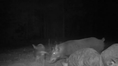 Wild Boar Hogs Stock-Footage 43042670