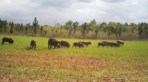 Wild Boar Hogs Stock Footage