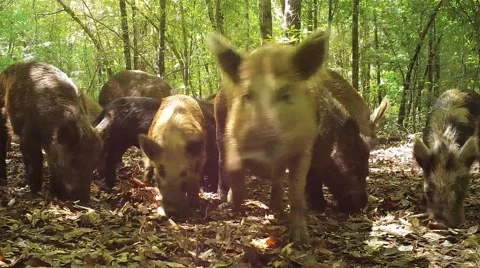 Wild Boar Hogs Video stock 49730719