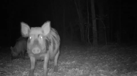 Wild Boar Hogs Stock-Footage 49921993