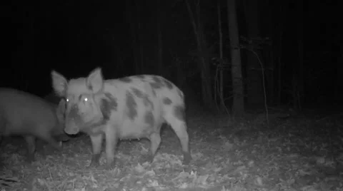 Wild Boar Hogs Stock-Footage 49922141