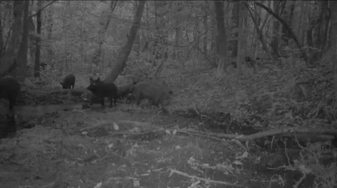 Wild Boar Hogs Stock Footage 50148185