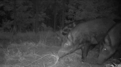 Wild Boar Hogs Stock-Footage 53541719