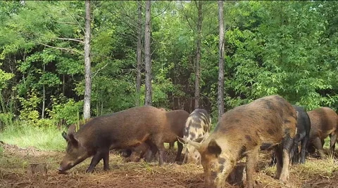 Wild Boar Hogs Video stock 53857611